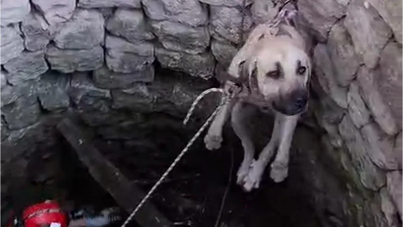 Nevşehir’de kuyuya düşen 2 köpek kurtarıldı