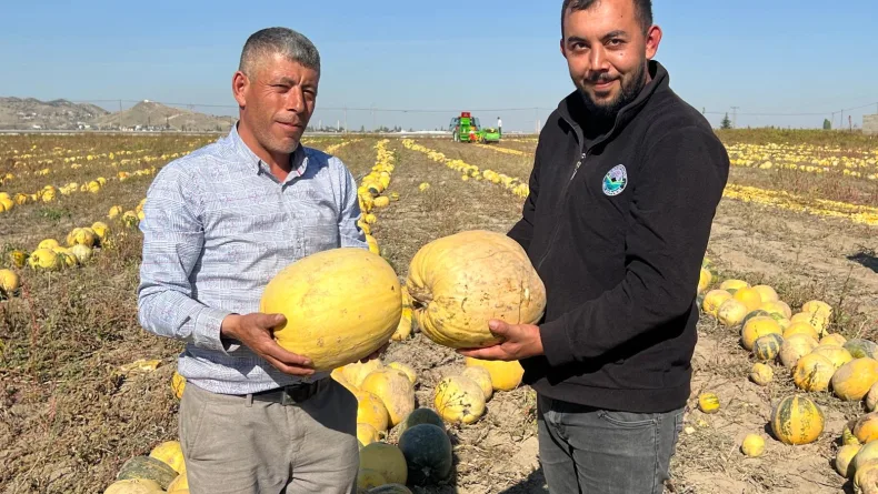 Nevşehir'de tescilli çerezlik çekirdek elde edilen kabakta hasat zamanı