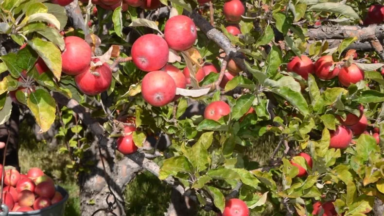 Niğde'nin misket elması 12 ülkeye ihraç ediliyor