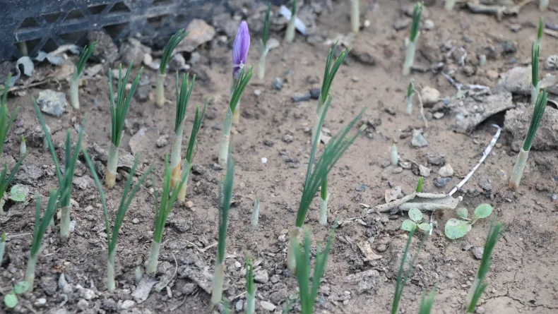 Okuduğu makaleden etkilendi, topraksız tarımla 15 bin safran yetiştirdi / Ek fotoğraflar