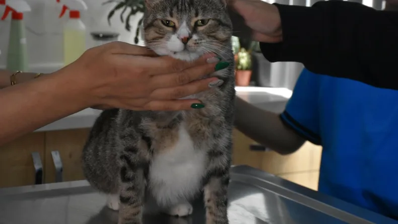 Ortaokul öğrencileri, yaralı kedi 'Kurabiye'nin tedavisi için harçlıklarını biriktirdi