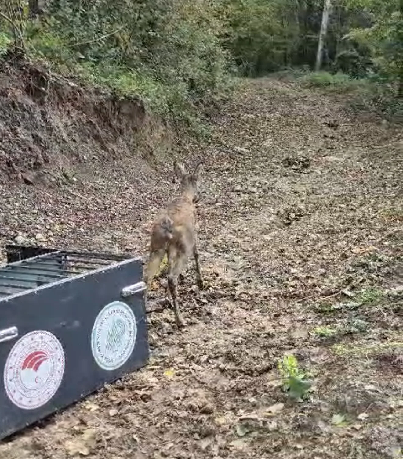 Otomobilin çarptığı karaca, tedavisi sonrası doğaya bırakıldı