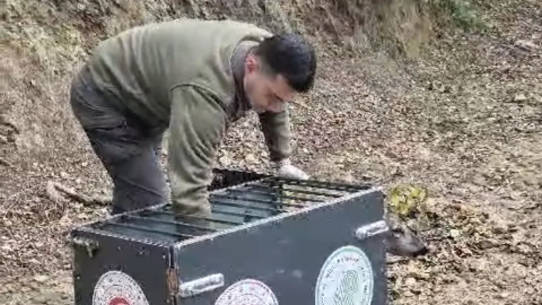 Otomobilin çarptığı karaca, tedavisi sonrası doğaya bırakıldı