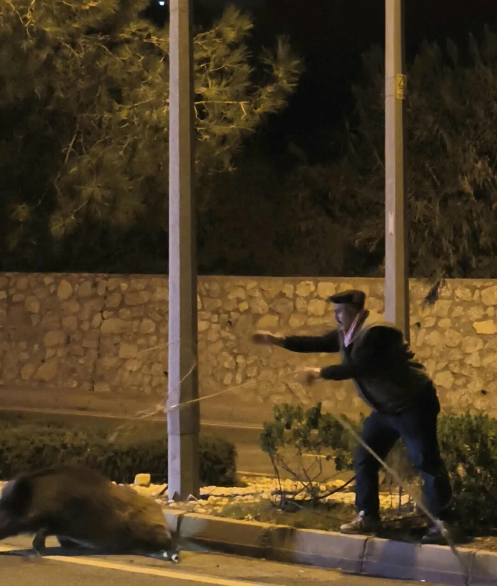 Otomobilin çarptığı yaban domuzunu kementle yol kenarına çekmeye çalıştı