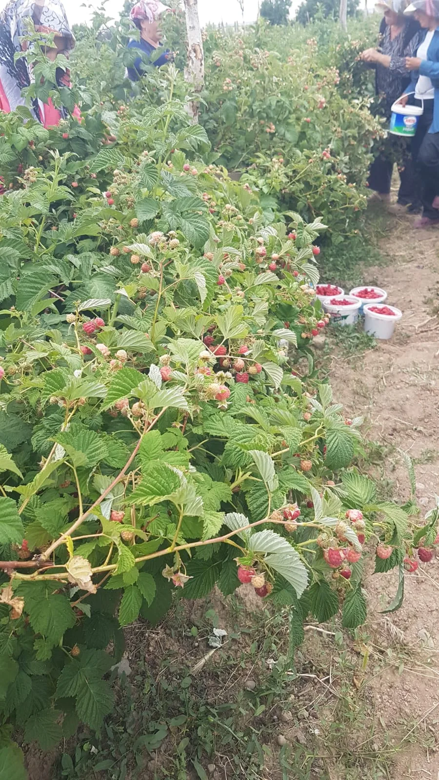Patatesin başkentinde katma değeri yüksek alternatif ürünlere yöneldi
