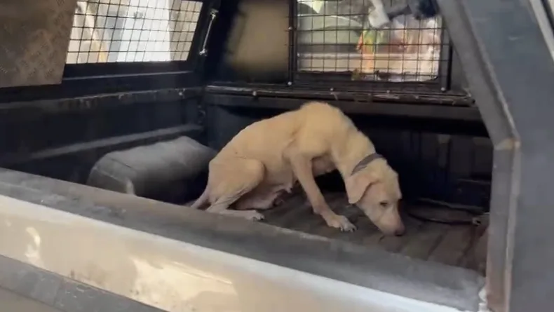 Pirelerin istila ettiği binadan çıkarılan köpeğe, kendisini kurtarıp sahiplenen avukatın adı verildi
