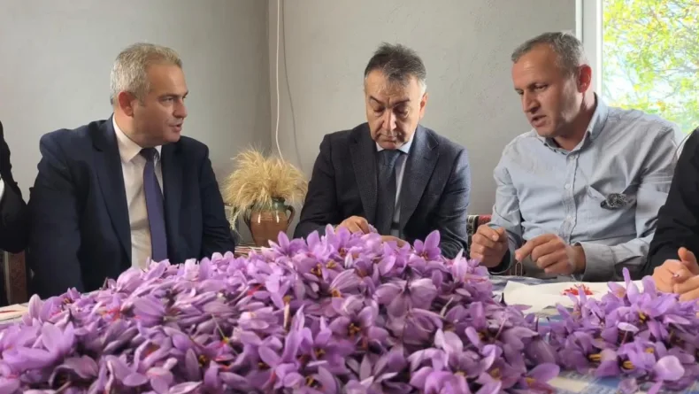 Safranbolu’da safran hasadı sürüyor; kilosu 800 bin TL