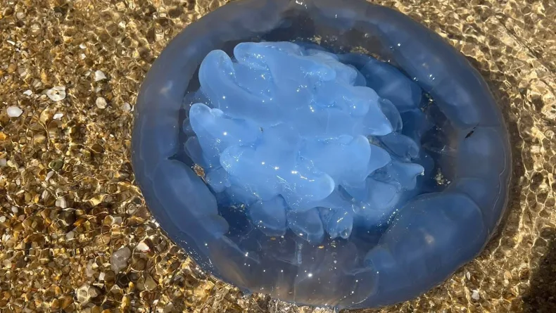 Saros Körfezi'nde deniz ciğeri denizanası görüldü