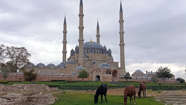 Selimiye Camisi meydanında başıboş 3 at otlarken görüldü