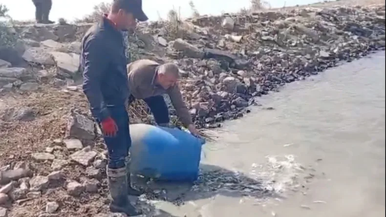 Sulama kanallarında mahsur kalan binlerce balık göletlere taşındı