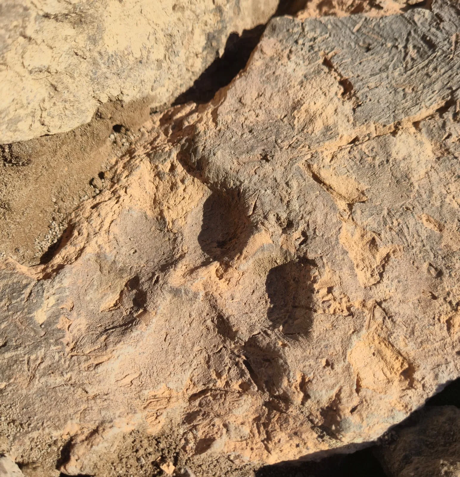 Tavşanlı Höyük'te 4 bin yıllık pati izi bulundu