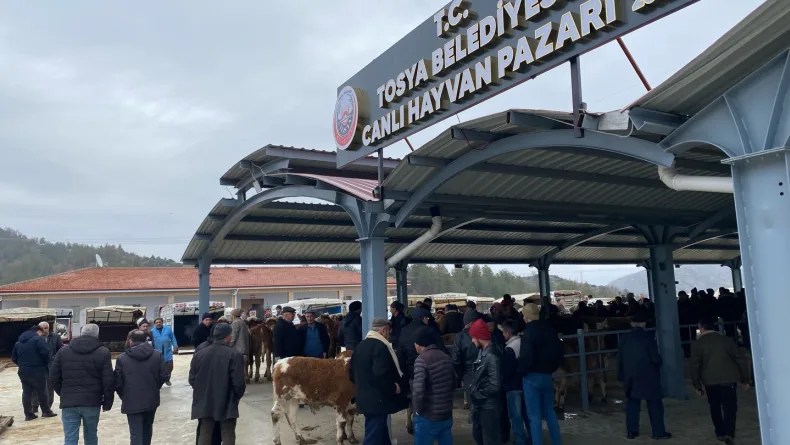 Tosya’da Hayvan Pazarı Şap nedeniyle kapatıldı