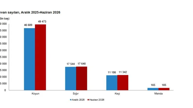 TÜİK hayvancılık istatistiklerini açıkladı; büyükbaş 17,8 milyon, küçükbaş 60,8 milyon oldu