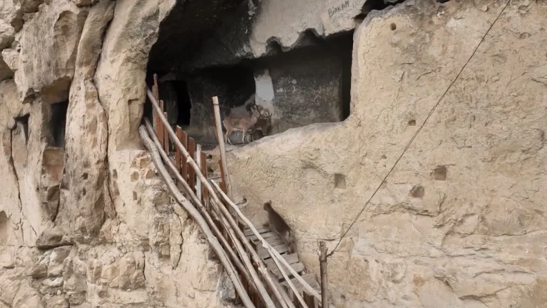 Tunceli’de 25 odalı tarihi ‘İn Delikleri’ne tırmanan yaban keçileri dronla görüntülendi