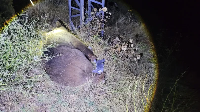 Tunceli’de cipin çarptığı ayı öldü