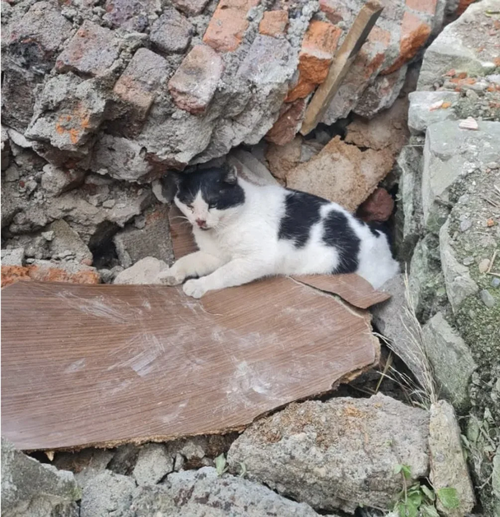 Yıkılan binanın enkazında sıkışmış halde bulunan kedi kurtarıldı