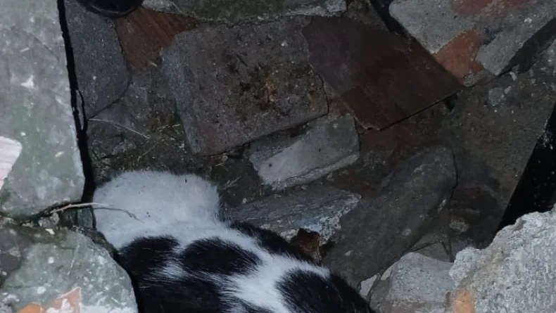 Yıkılan binanın enkazında sıkışmış halde bulunan kedi kurtarıldı