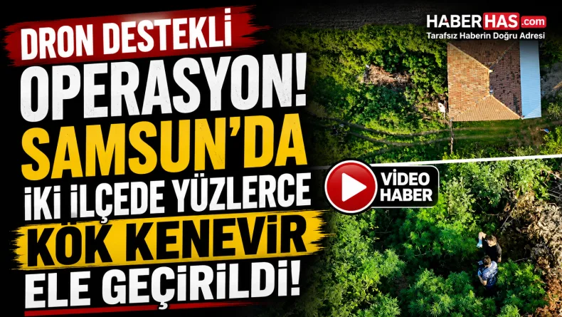 Dron destekli operasyon: Samsun’da yüzlerce kök kenevir ele geçirildi
