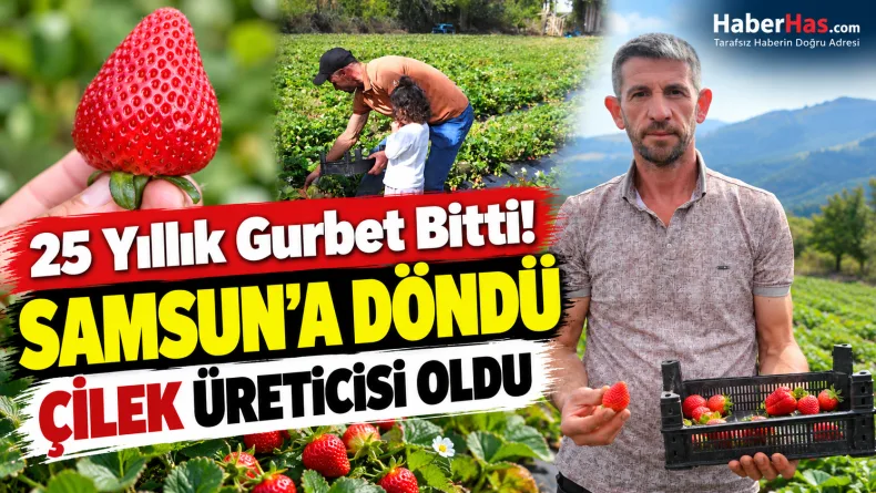 Bursa'daki İşini Bıraktı, Samsun'da Çilek Üretimine Başladı!