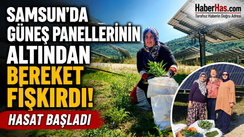 Samsun’da Güneş Panellerinin Altından Bereket Fışkırdı: Hasat Başladı