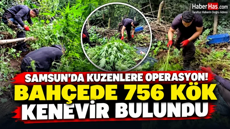 Samsun’da Kuzenlere Operasyon: Bahçede 756 Kök Kenevir Bulundu