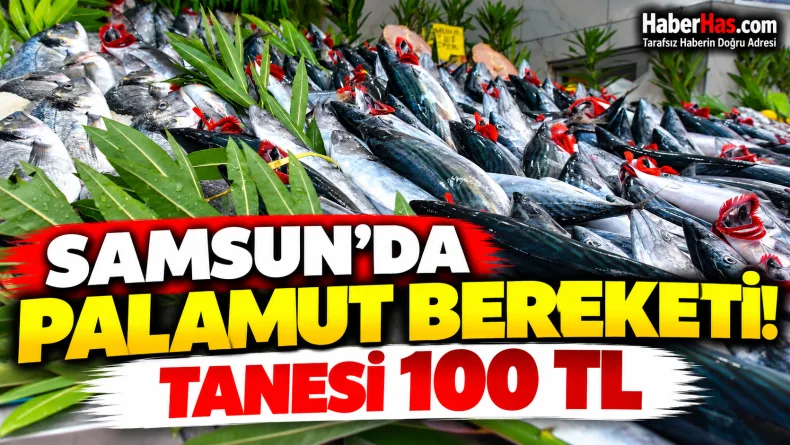 Samsun’da Palamut Bereketi! Tanesi 100 TL