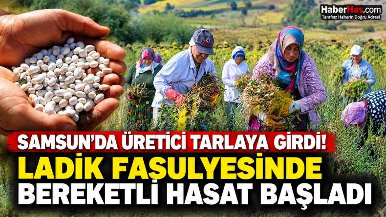 Ladik fasulyesi, Ladik fasulyesi hasadı, Samsun Büyükşehir Belediyesi, Halit Doğan, Ladik tarım, Samsun tarım, sözleşmeli tarım, satın alma garantisi, çiftçi desteği, kırsal kalkınma