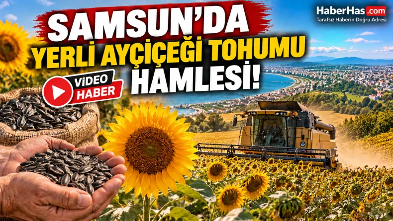 Samsun’da Yerli Ayçiçeği Tohumu Hamlesi! Binlerce Dekarda Toprakla Buluştu
