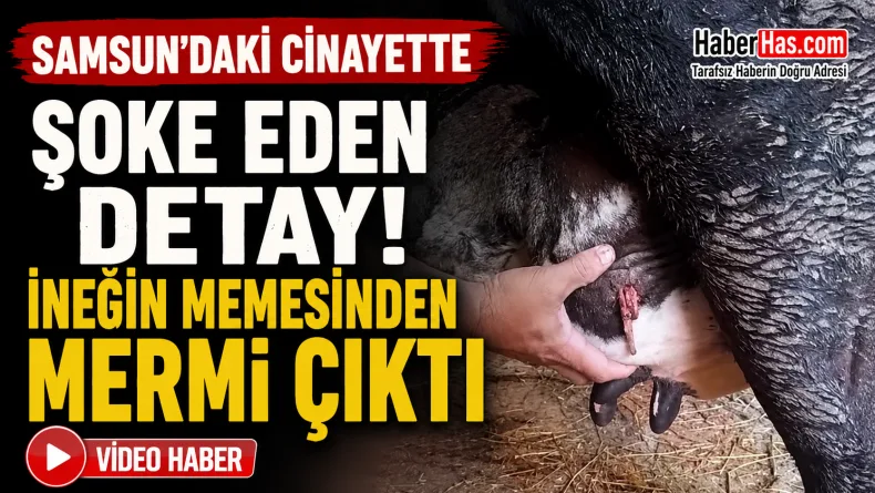 Samsun’daki Cinayette Şoke Eden Detay: İneğin Memesinden Mermi Çıktı
