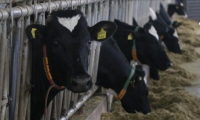 Müzik dinleyen inekler aşka geldi! Caz dinleyip bol bol süt veriyorlar!