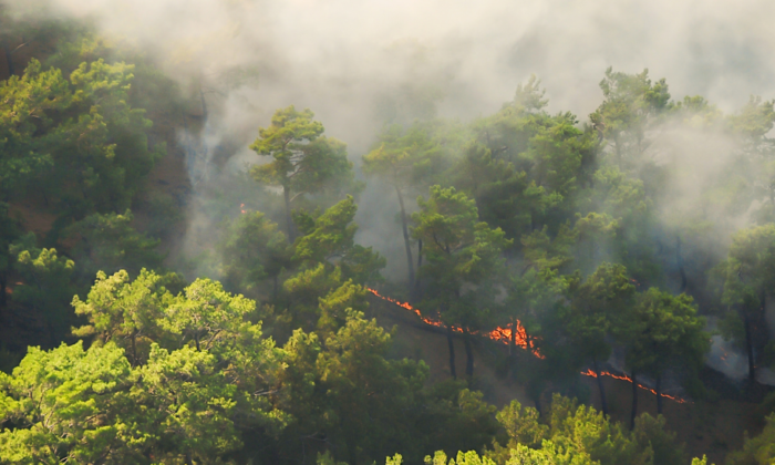 İstanbul’da Orman Yangını