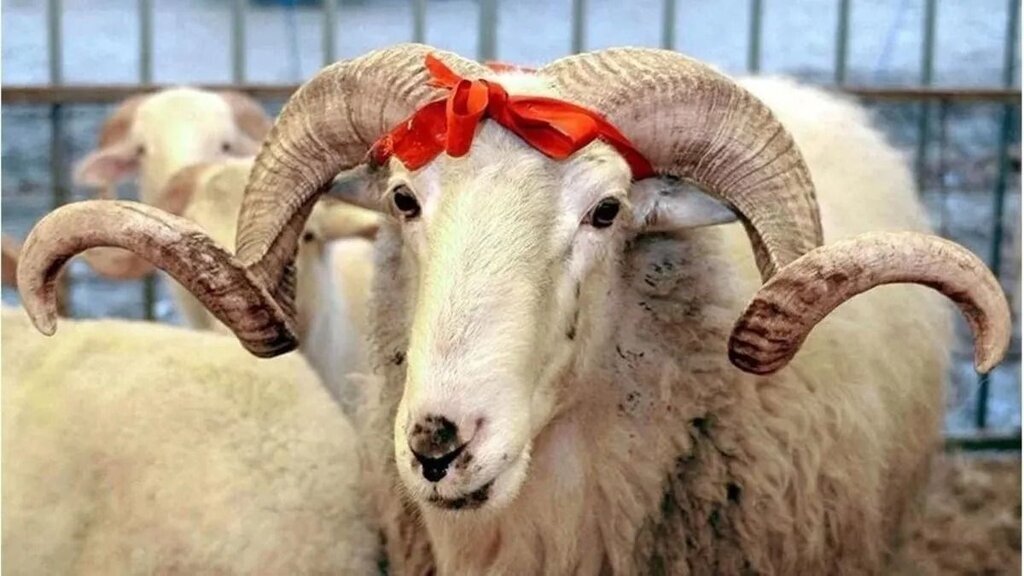 1747998679 kurban bayrami