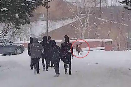 OKUL BAHCESINE GIREN KURT KOPEGI OGRENCI 1090417 323697