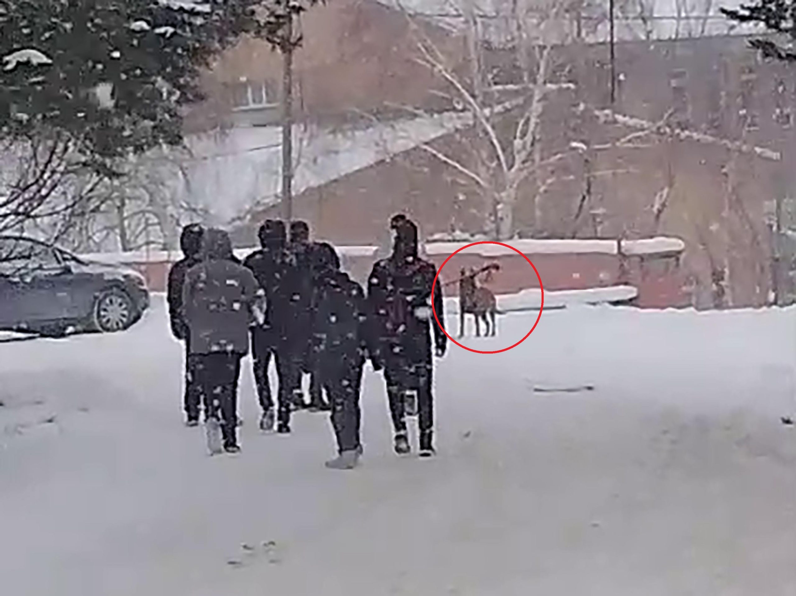 Okul bahçesine giren kurt köpeği öğrencilere saldırdı; 3