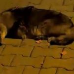 611370759 1516377283821042 2063473119332259643 n