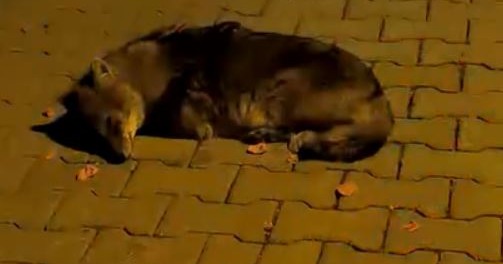 611370759 1516377283821042 2063473119332259643 n