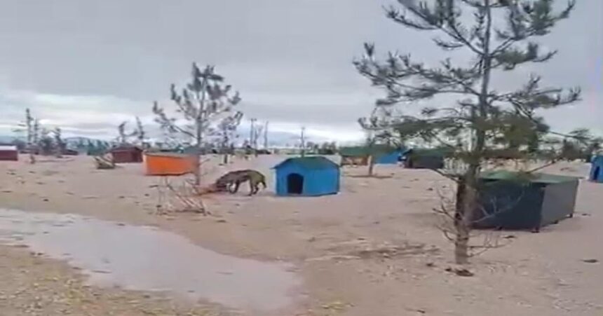 618141884 1530784399046997 601273630449170232 n