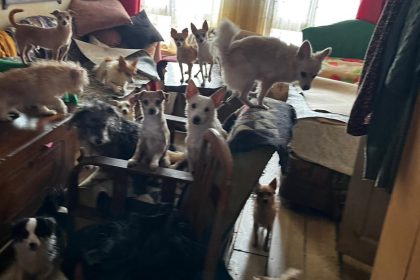 EVDE SAGLIKSIZ KOSULLARDA TUTULAN 55 HAY 1099486 326383 e1767682519886