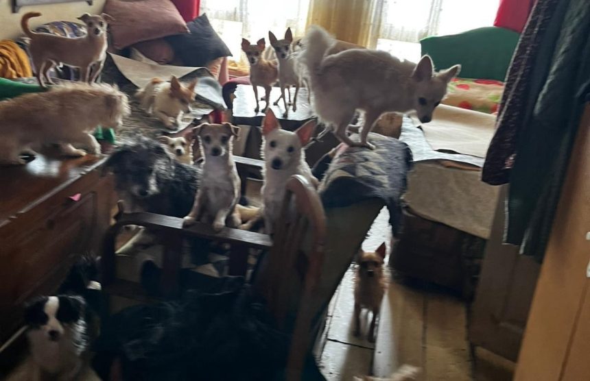 EVDE SAGLIKSIZ KOSULLARDA TUTULAN 55 HAY 1099486 326383 e1767682519886