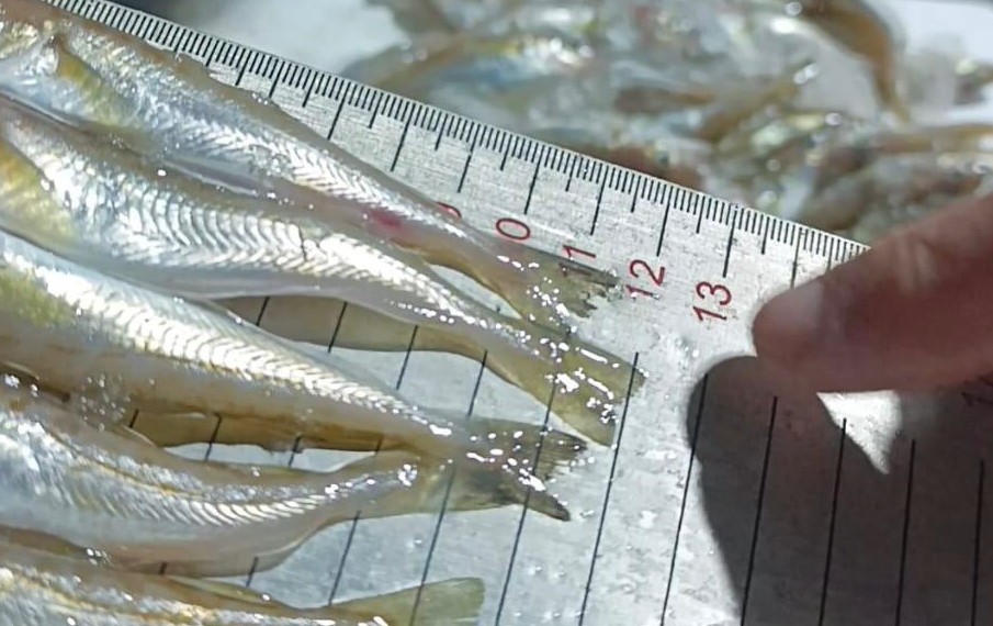 Ekran görüntüsü 2026-01-19 160249