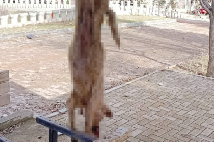 KOPEK ISKENCE YAPILARAK OLDURULDU 1134099 336681 e1769410973547