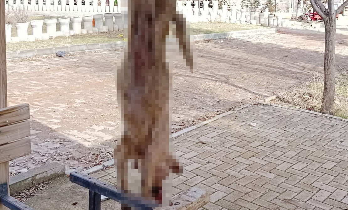 Köpek, işkence yapılarak öldürüldü