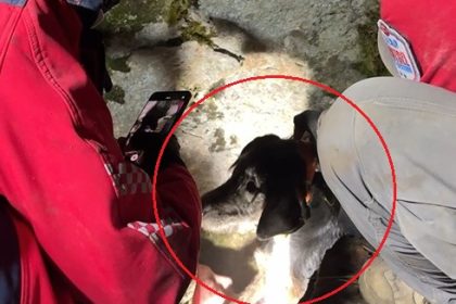 KOVALADIKLARI CAKALIN ININDE MAHSUR KALA 1098971 326204 e1767608855579