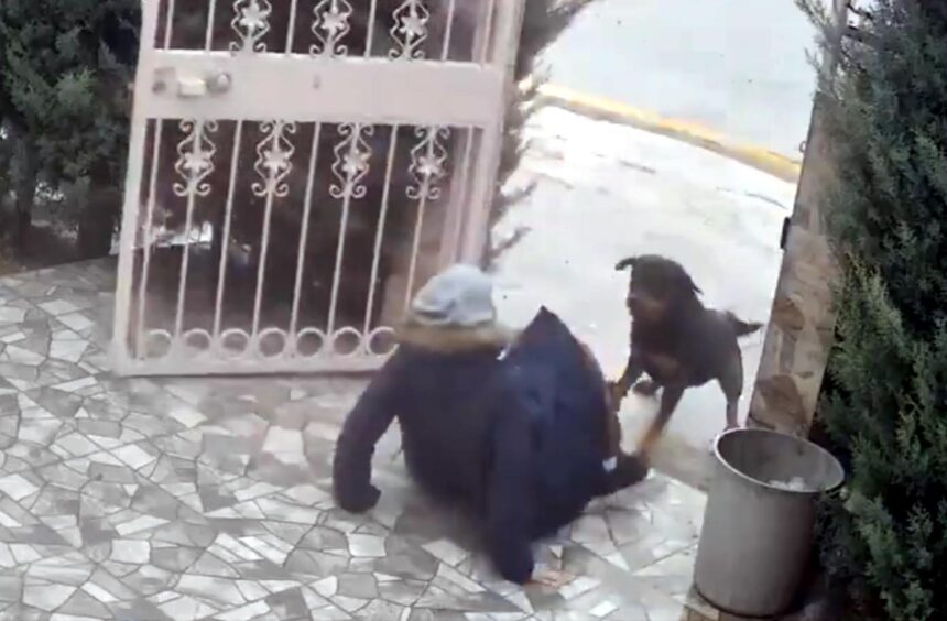 SAHIPSIZ KOPEKLERIN SALDIRDIGI KADINI KO 1126322 334236