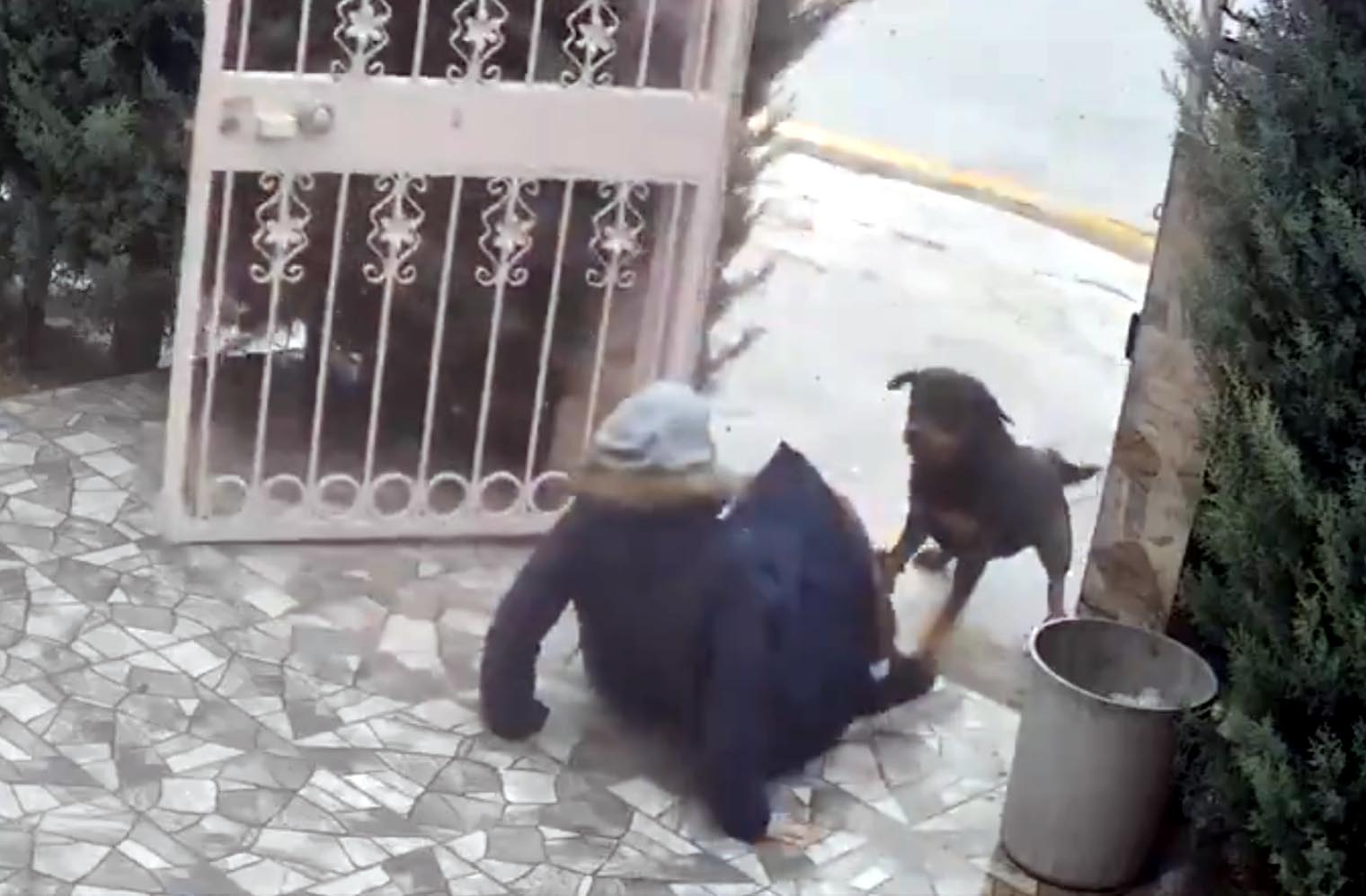 Sahipsiz köpeklerin saldırdığı kadını komşusu kurtardı