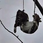 SAMSUNDA AGACA ASILI BULUNAN KEDI KURTA 1103715 327640 e1767871726898