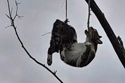 SAMSUNDA AGACA ASILI BULUNAN KEDI KURTA 1103715 327640 e1767871726898