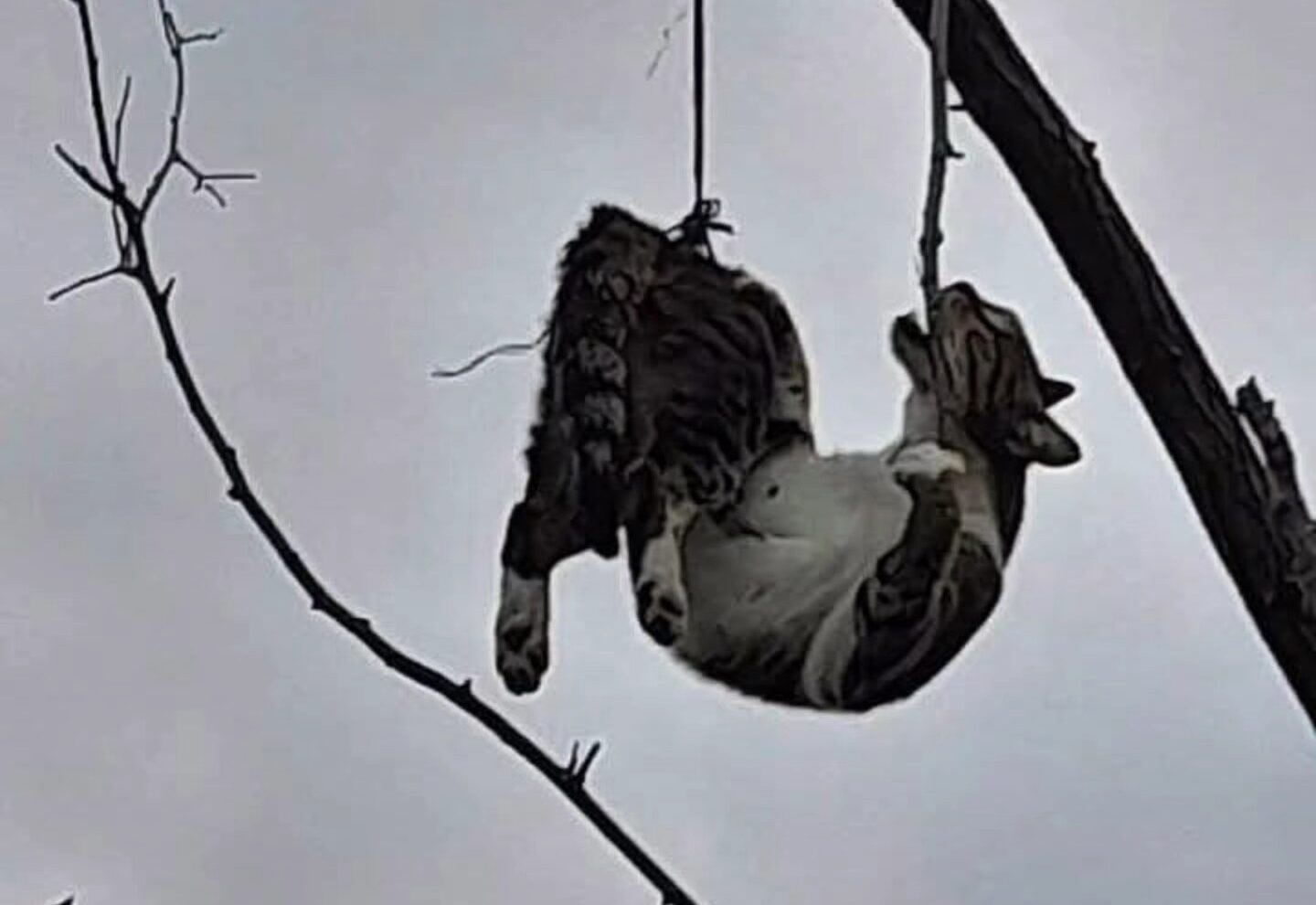 Samsun’da ağaca asılı bulunan kedi kurtarıldı