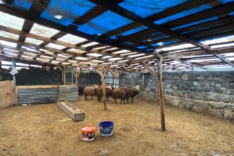 SISLI HAVADA KOYE INEN KURT AGILDAKI 20 1139411 338330