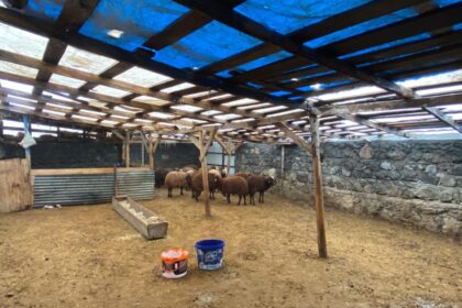 SISLI HAVADA KOYE INEN KURT AGILDAKI 20 1139411 338330